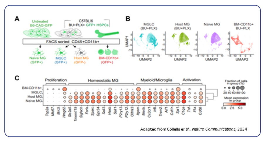 scRNA seq analysis of brain and bone