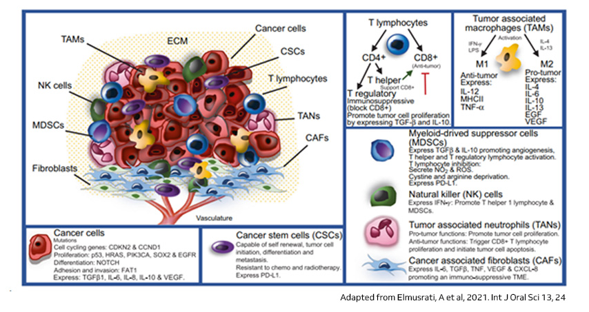 Illustration of the tumor microenvironment in HNSCC