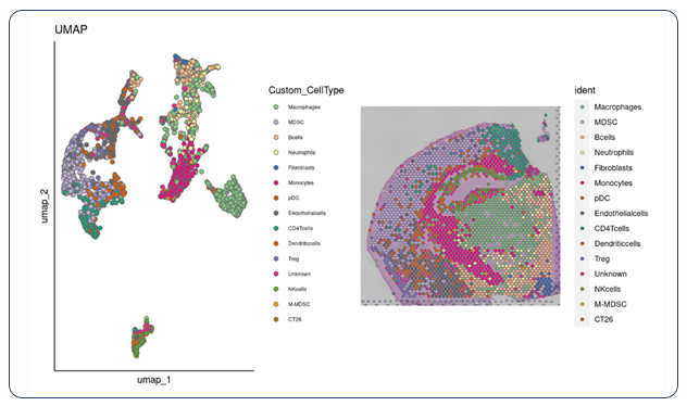 UMAP and spatial dimensional plot with custom cell types