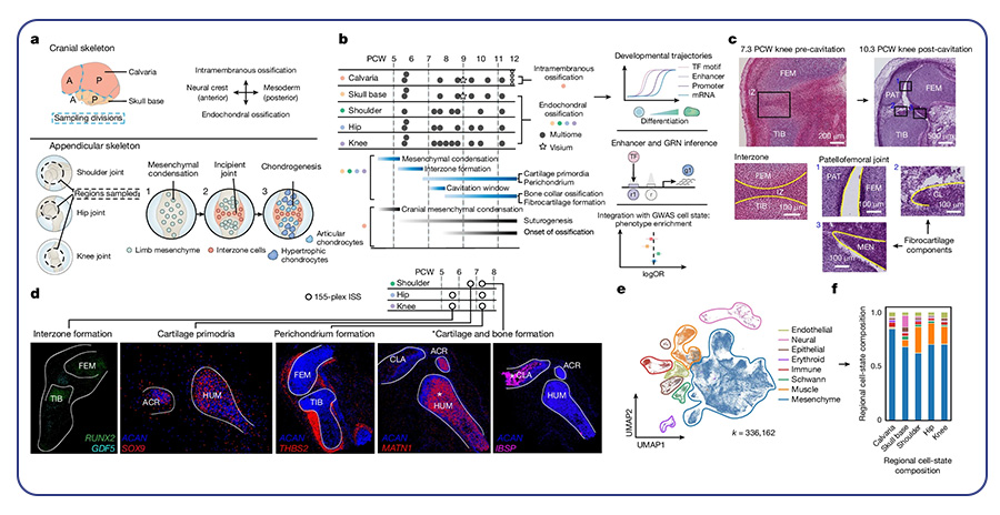 multi-omic atlas of human embryonic skeletal development