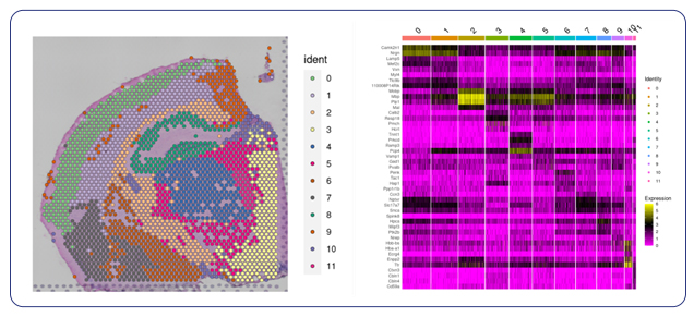 Spatial dimensional plot with filtered spots and heatmap of gene expression across clusters