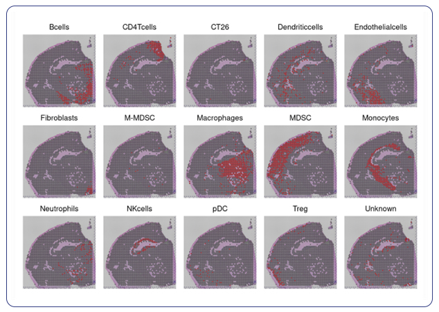 Spatial localization by cell type done with custom markers