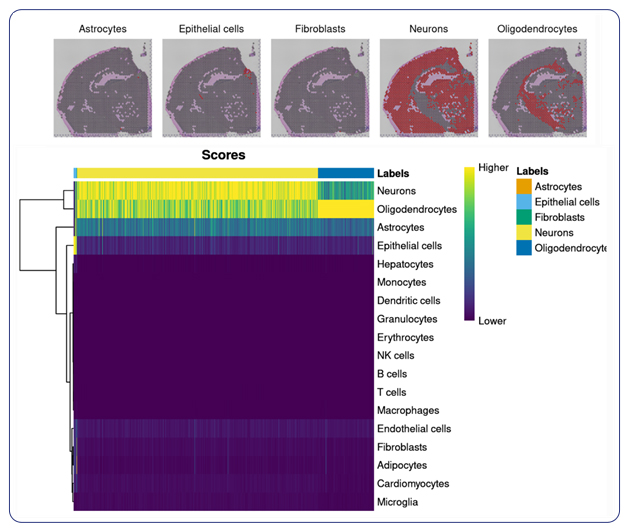 Spatial localization by cell type and plot of confidence of assigned cell type annotation