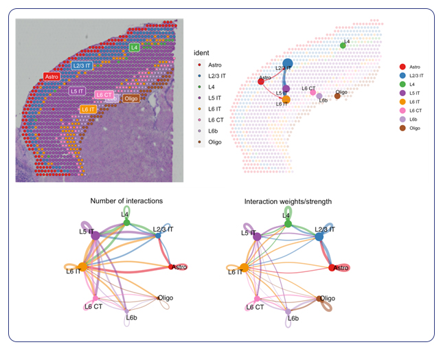 Spatial plot of pathways