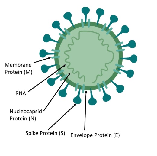 COVID-19 - Genomics Research to Understand the SARS-CoV-2 Pandemic ...