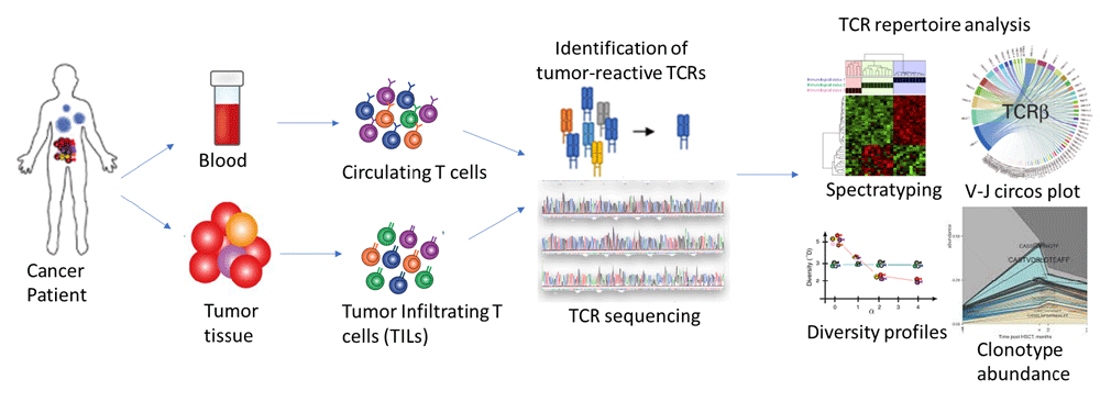 sequencing immune repertoire