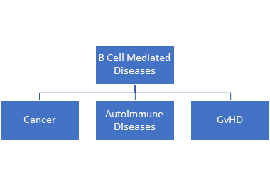 B-Cell Mediated Diseases