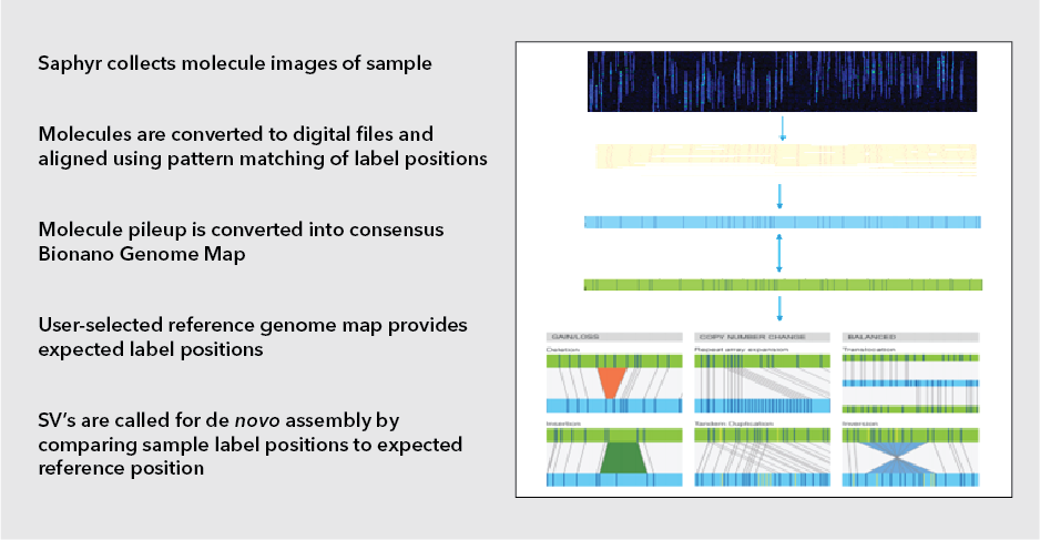 Bionano workflow from DNA imaging to calling for SVs