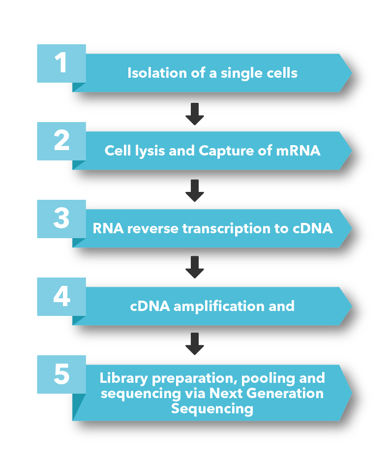 Library preparation, pooling and sequencing via Next Generation Sequencing