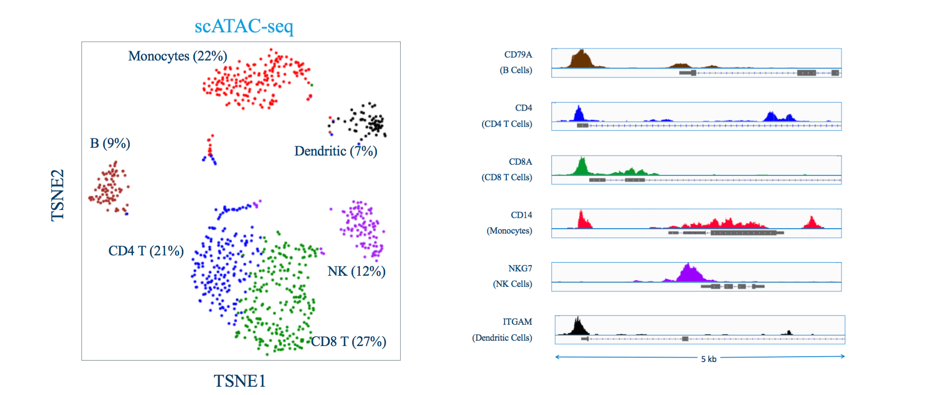 ATACseq clusters and peaks