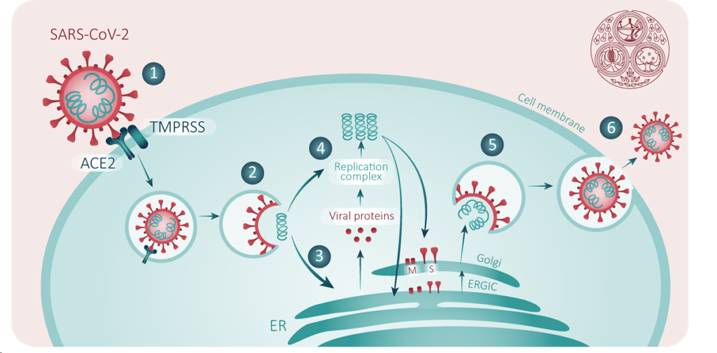 covid-19-genomics-research-to-understand-the-sars-cov-2-pandemic