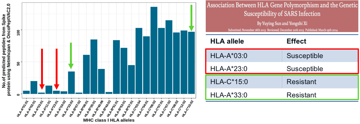 SARS-CoV epitope prediction through HLA