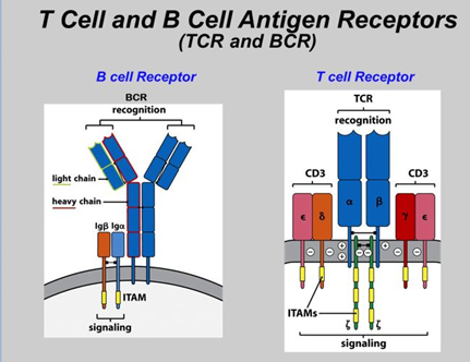 T cell and B cell Antigen Receptors