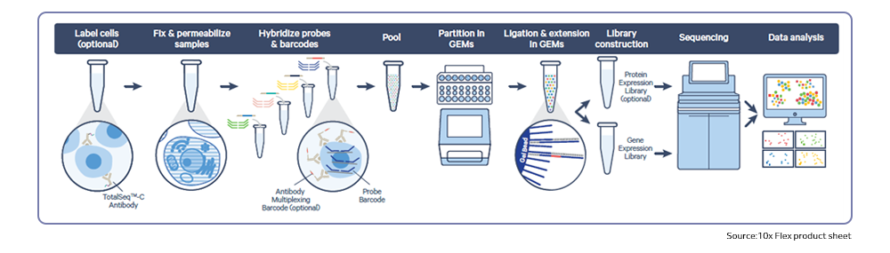 Workflow employed for the single cell gene expression analysis