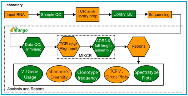 Workflow for generation of bulk TCR profiling data
