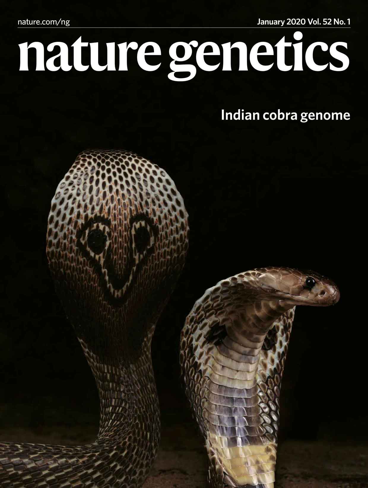 Indian Cobra Genetics