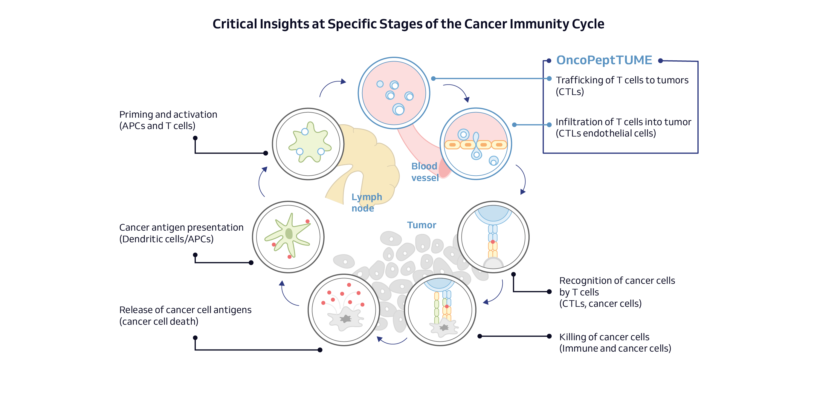 Cancer Immunity Cycle