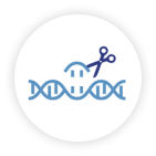 CRISPR/Cas9 Platforms