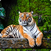 Conservation Genomics: Bengal Tiger Preservation