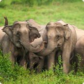 Genomics for Elephant Conservation