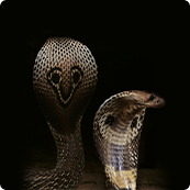 Exploring the Indian Cobra Genome