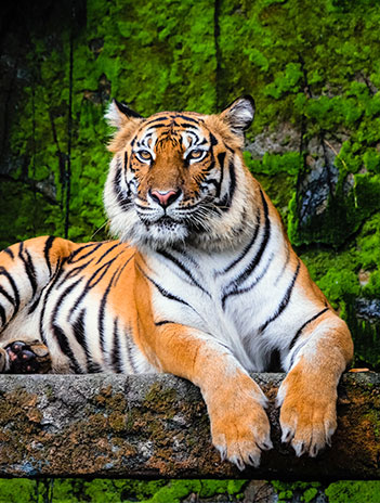 Bengal tiger genome