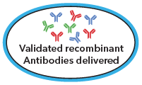 Validated recombinant Antibodies delivered