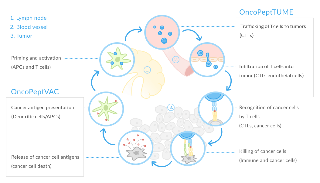 Cancer Immunity Cycle infographic