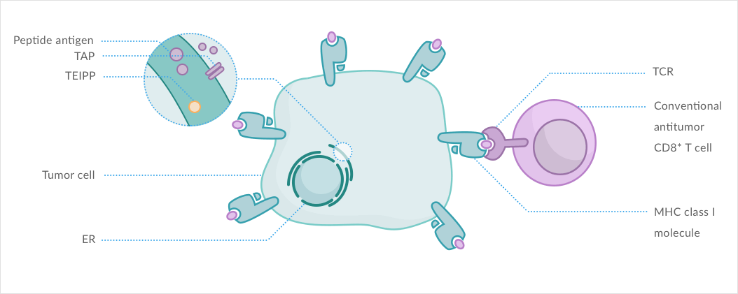 Neoepitopes Infographic