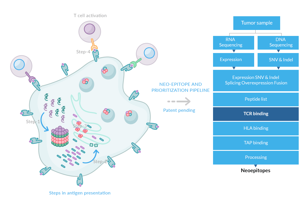 Neo Epitope Prioritization Analysis infographic